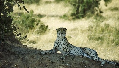 Kalahari cheeta, Botswana