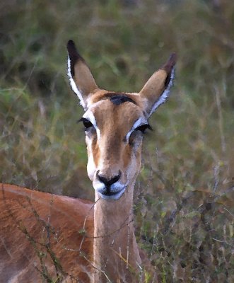 Moremi, Botswana