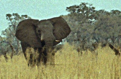 Elephant, Mahango, Namibia