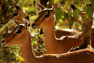 Impala, Moremi, Botswana