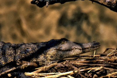 Nile crocodile, Okavango Delta, Botswana