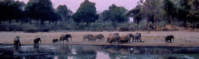 Elephants, Selinda Spillway, Botswana