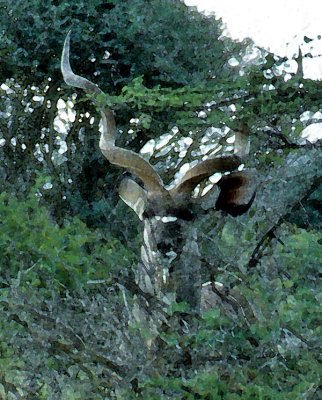 Kudu, Khaudom, Namibia