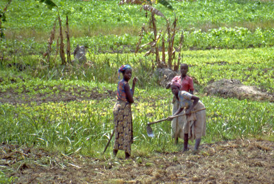 Women at work in the field of corn