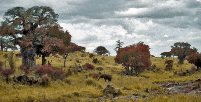Tarangire, Tanzania