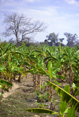 Banana plantation, Southern Somalia