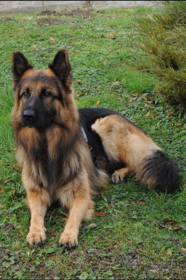 weihnachtsbasar_2008