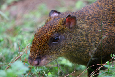 Agouti