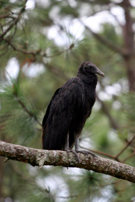 Watching over the guatusas