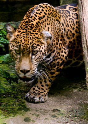 Unfortunately this Jag kept going around in the same circular path as well