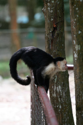 An escaped monkey, that climbed into the cage with different monkeys