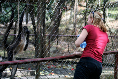 Monkey see, monkey do