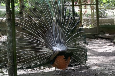 The less regal side of a peacock