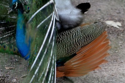 It's almost like two different birds stuck together