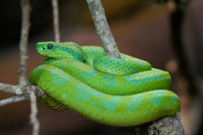 Honduran Emerald Tree Viper