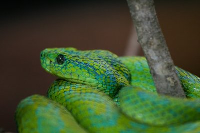 This thing was beautiful, I loved the blue scales in with the bright green (very poisonous though)