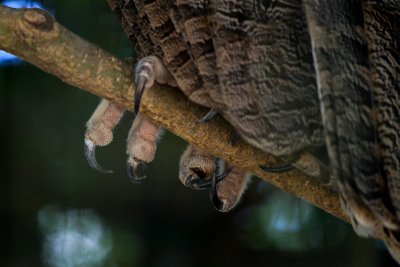 Owl toes
