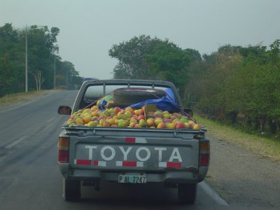 It's mango season again! (this was in Honduras, on the way to Guatemala)