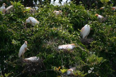 I call them Mohawk egrets. They have awesome orange tufts of hair that stick up when they are scared