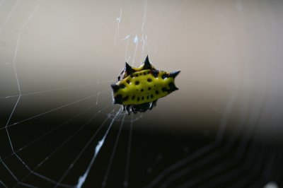 Spiny orb weaver looks like he has a smiley face on his back