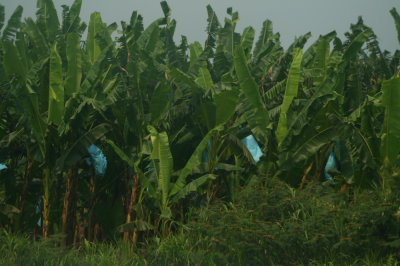 Banana plantation back in Honduras