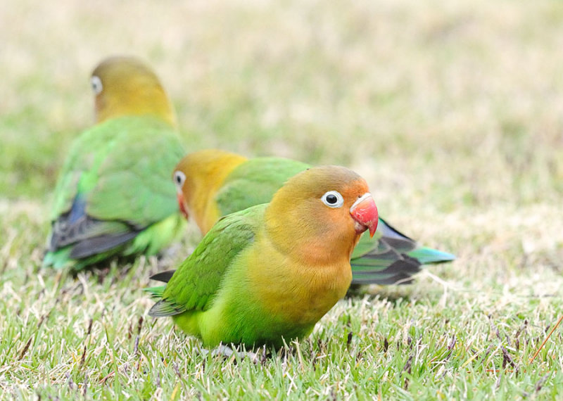 Fischers Lovebird