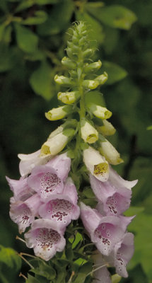 Foxglove.jpg