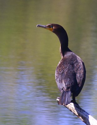 Cormorant facing left.