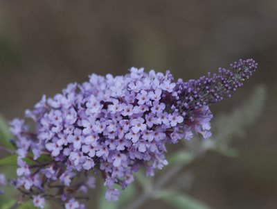 Butterfly bush