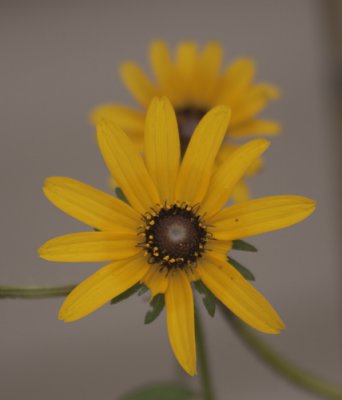 black eye susan