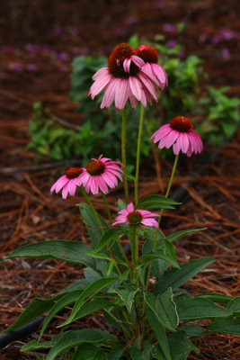 Pink corn flowers 