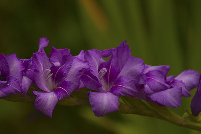 horizontal purple glads