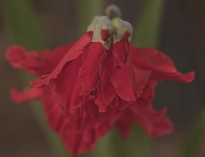 Red ruffles 