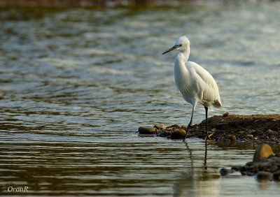 White Heron 2