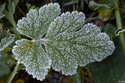 Leaf with Ice_2