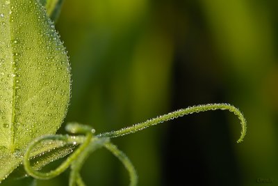 Leaf_1