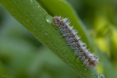 Ocnogyna Loewi_3