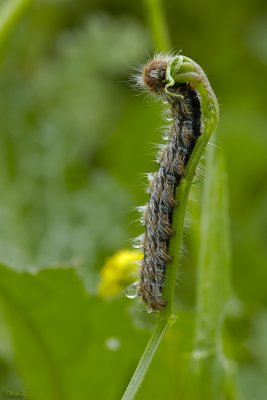 Ocnogyna Loewi_5
