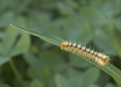 Ocnogyna Loewi_7.jpg