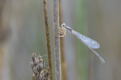 Dragonfly_Sep_27_2010_1
