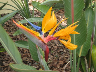 Ah flowers, wonderful