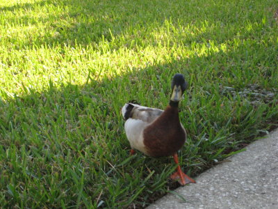 One of the neighbours drops in