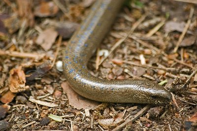 Slow worm