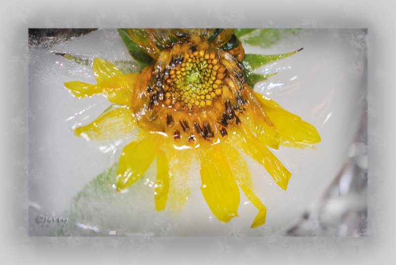 Freezer Flower