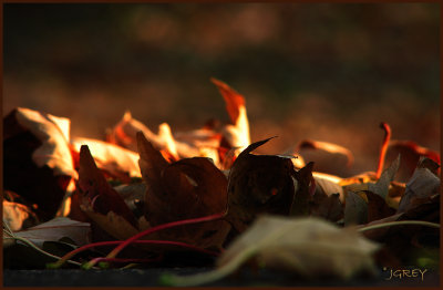 Autumn Embers