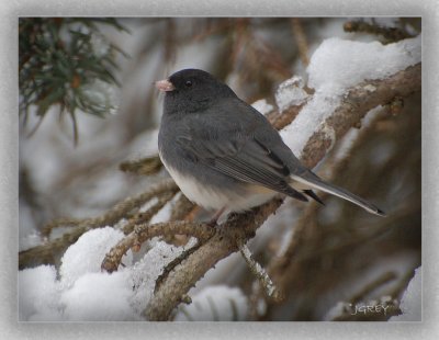 Snow Bird