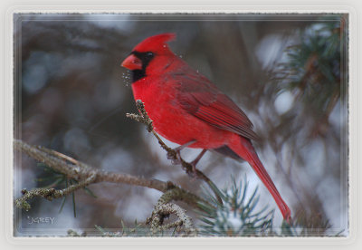 The Cardinal