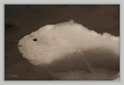 Polar Bear? Ice Imitates Life