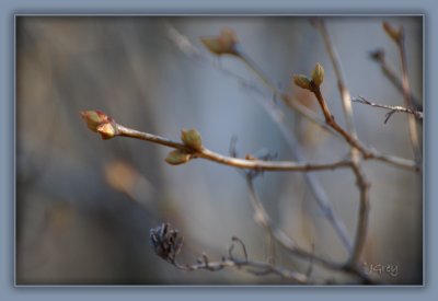 I Dreamt It Was Spring