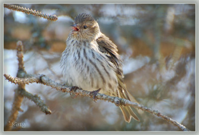I'm A Little Siskin, La-La-La!